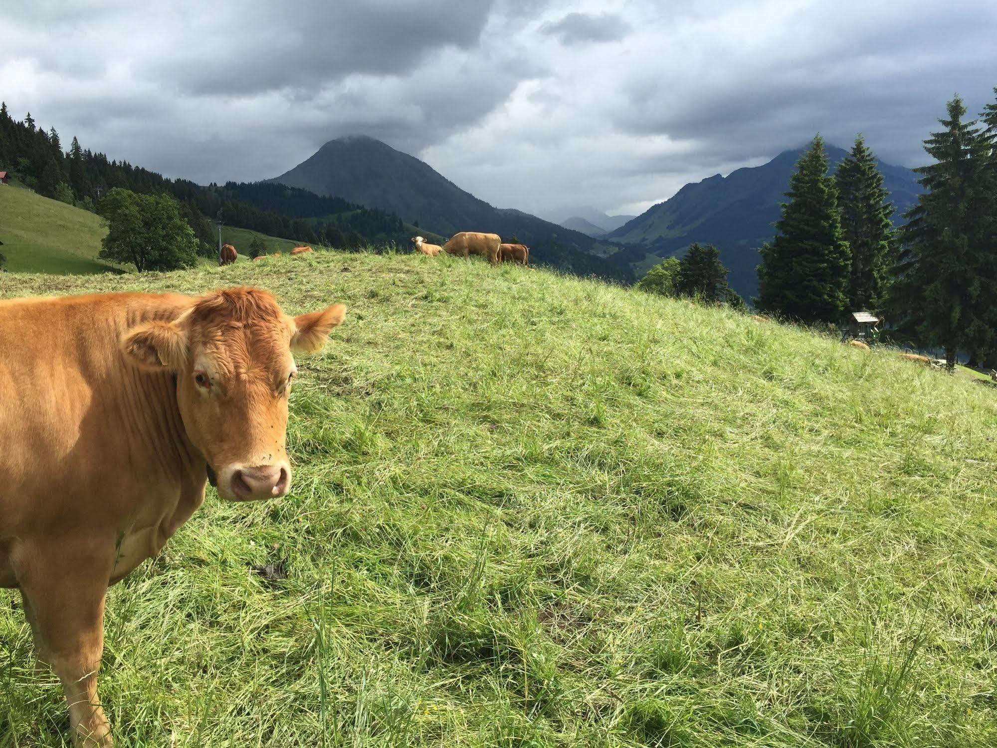 Leysin Lodge Luaran gambar